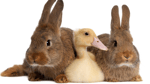 Avoiding the ‘mushy middle’ with your sales and marketing alignment