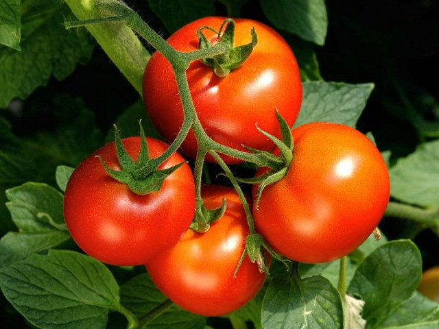 What does it take to grow?