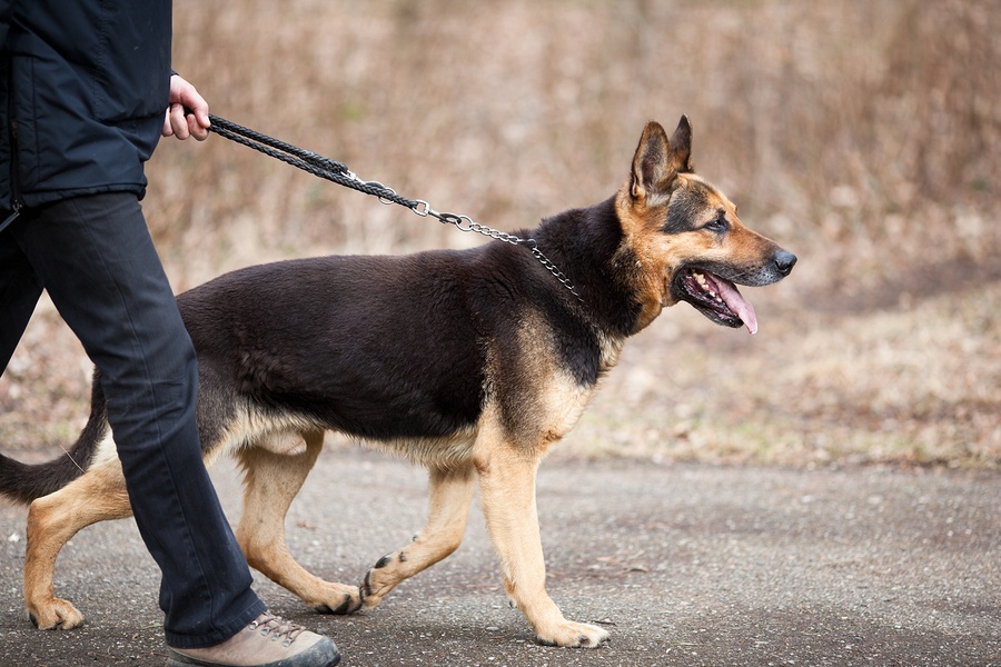 Master and his obedient (German Shepherd) dog
