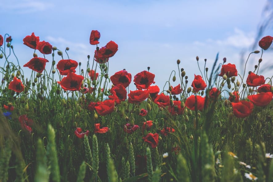 Growing Canterbury tech tall poppies