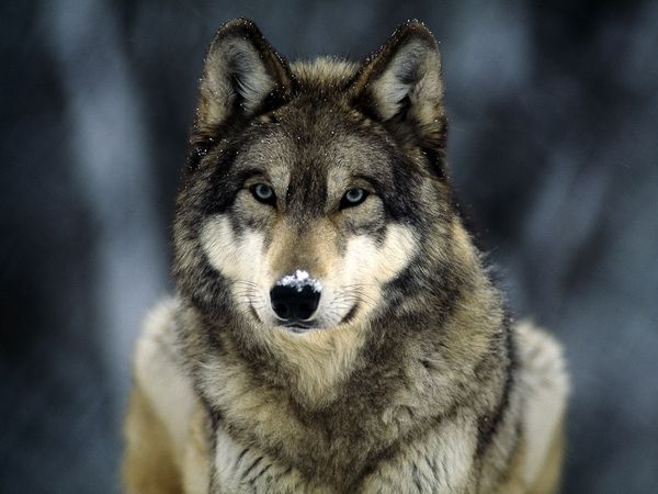 grey-wolf_565_600x450