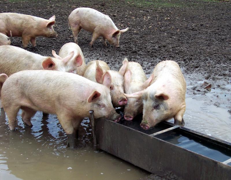 Pigs drinking from farming feeder
