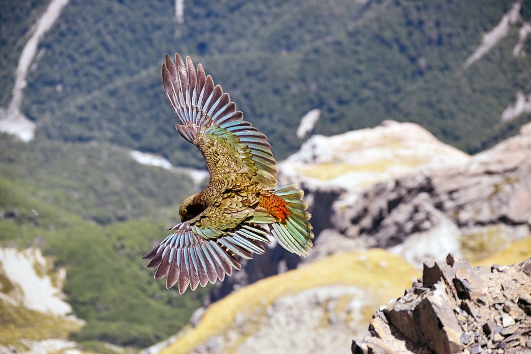 KEA