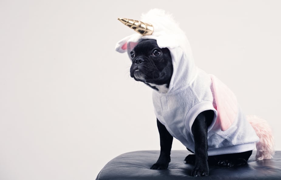 boston-terrier-wearing-unicorn-pet-costume-1564506